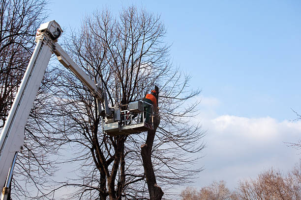 Best Arborist Consultation Services  in Lovington, IL