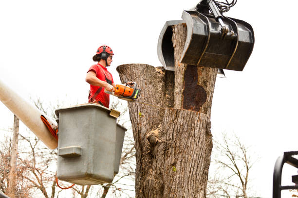 Best Residential Tree Removal  in Lovington, IL